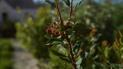 A close-up of an arbutus unedo plant, commonly known as the strawberry tree, with ripening fruits in an outdoor garden setting in puglia, italy.
