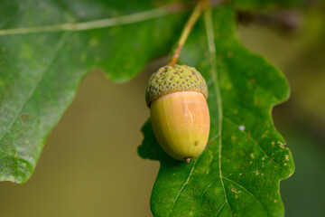 Oak leaf, acorn on oak tree background.