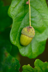 Oak leaf, acorn on oak tree background.