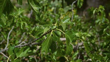 A mediterranean fig tree, ficus carica, with lush green leaves and unripe figs growing outdoors in puglia, italy, showcasing the vibrant plant life typical of southern italian landscapes.