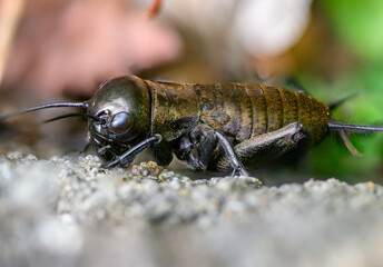 The field cricket (Gryllus campestris) is a species of insect from the order of Diptera. It lives on borders, grassy slopes and drier meadows.
