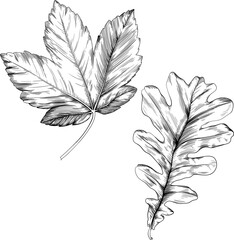 Hand drawn autumn leaves set. Black and white engraved ink art collection. Isolated leaf illustration element on white background.