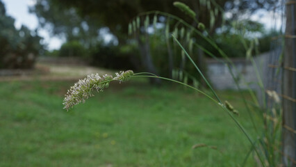 A close-up of a wild grass, identified as hordeum murinum, outdoors in a verdant puglian setting.