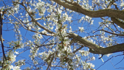 A close-up view of almond tree branches in full bloom with white flowers against a clear blue sky in puglia, southern italy.
