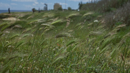 Wild barley, hordeum murinum, sways in the wind in a rural grassy field in puglia, italy with distant figures and a building against a partly cloudy sky.