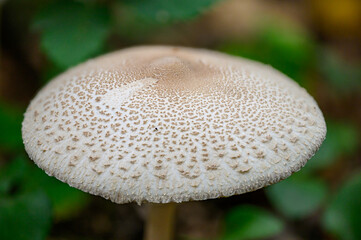Macrolepiota procera (Macrolepiota procera, sometimes also Lepiota procera) is an edible and very...