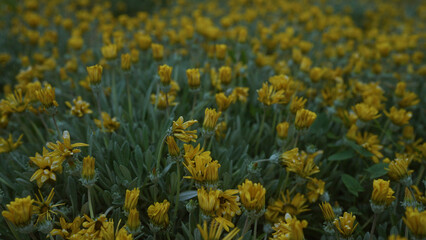 A vibrant field of yellow chrysanthemum coronarium flowers found outdoors in puglia, italy, showcasing a dense cluster of blossoms and green foliage lit by natural light.