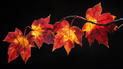 A branch adorned with vibrant autumn maple leaves exhibits striking shades of fiery red and golden hues, creating a stunning contrast with the dark backdrop