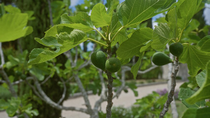 Olive tree branches with green olives and leaves in an outdoor garden setting in puglia, italy.