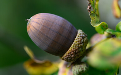 Oak leaf, acorn on oak tree background.