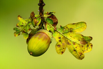 Oak leaf, acorn on oak tree background.