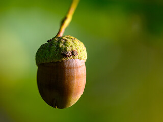 Oak leaf, acorn on oak tree background. © venars.original