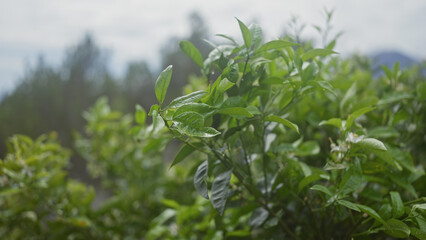 Close-up view of fresh green tea leaves, camellia sinensis, in a plantation with a blurred background.