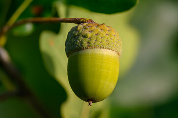 Oak leaf, acorn on oak tree background.