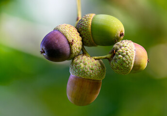 Oak leaf, acorn on oak tree background.