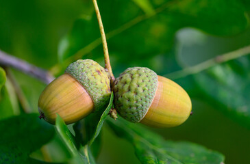 Oak leaf, acorn on oak tree background.