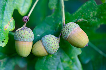 Oak leaf, acorn on oak tree background.