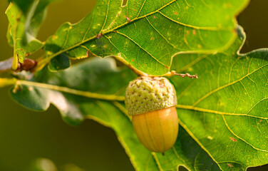 Oak leaf, acorn on oak tree background.