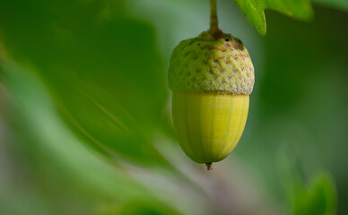 Oak leaf, acorn on oak tree background.