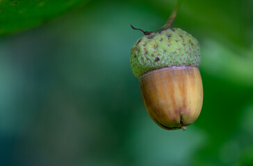 Oak leaf, acorn on oak tree background.