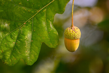 Oak leaf, acorn on oak tree background.