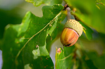 Oak leaf, acorn on oak tree background.