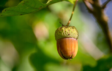 Oak leaf, acorn on oak tree background.