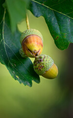 Oak leaf, acorn on oak tree background. © venars.original