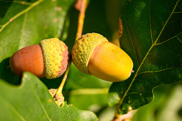Oak leaf, acorn on oak tree background.