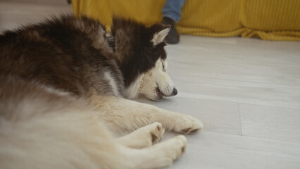 A husky resting indoors with a person's feet visible, depicting a relaxed pet at home.