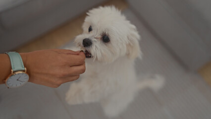 A woman's hand with a wristwatch feeding a bichon maltese dog in a cozy living room setting