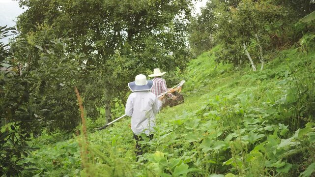 Teamwork in avocado harvesting by a couple. A Latin American couple of farmers work as a team, harvesting fresh avocados on a rural farm. Together, they carefully pick the ripe fruit.