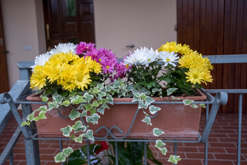 A bright and cheerful potted plant filled with beautiful yellow and white daisies blooming vibrantly on a sunny balcony space