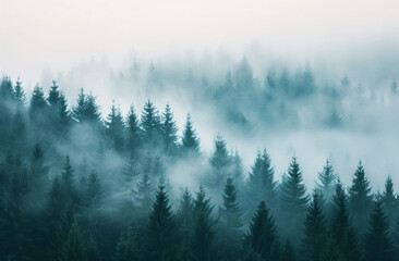 Misty Fir Forest Landscape with Soft Haze in Morning Light