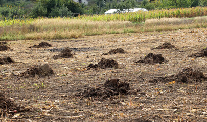 Manure is stored in small piles on a farm field