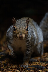 Close up Squirrel