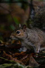 Squirrel in the Park