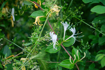 This image presents a close up view of a beautiful plant that features delicate white flowers along with lush green leaves surrounding them