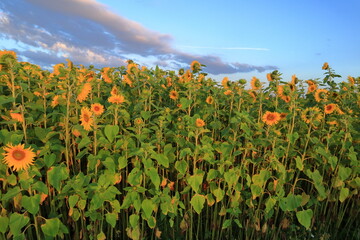 Sunflowers in nature. Summer day. Västergötland, Sweden.