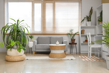 Interior of living room with green houseplants, sofa and tables