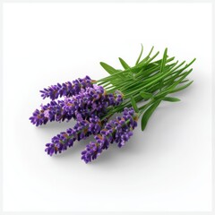 Fresh Lavender Bouquet on White Background