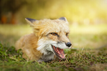 A close up of a Red Fox in the grass