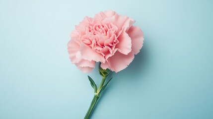 Fototapeta premium Delicate pink carnation lies flat against a soothing pastel blue background, highlighting its textured petals and vibrant green stem, creating a serene and elegant composition
