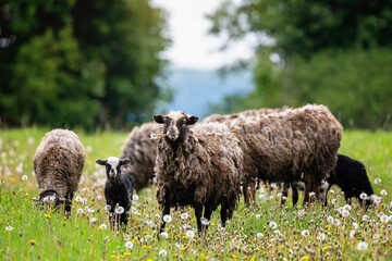 a flock of rams and ewes with lambs grazing in a meadow and eating juicy dandelions
