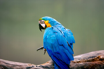 blue and yellow macaw