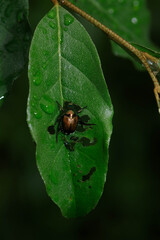 Japanese beetle feeding on a leaf.