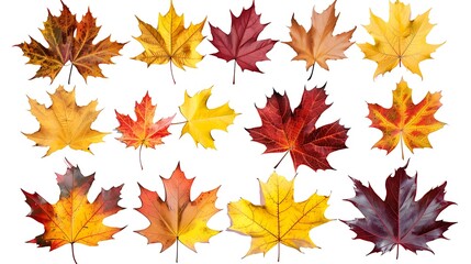 Fototapeta premium Colorful autumn leaves set isolated on white background ai generative