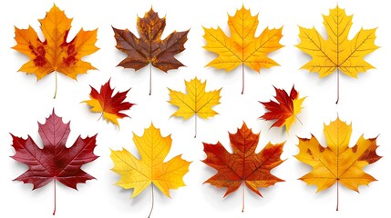 Fototapeta premium Colorful autumn leaves set isolated on white background ai generative