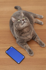 the cat climbed onto the table and laying on it, looking up, a smartphone with a blank blue screen lies nearby, shot from above
