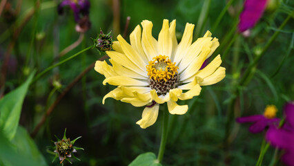 Yellow zinnia flower in the summer garden.